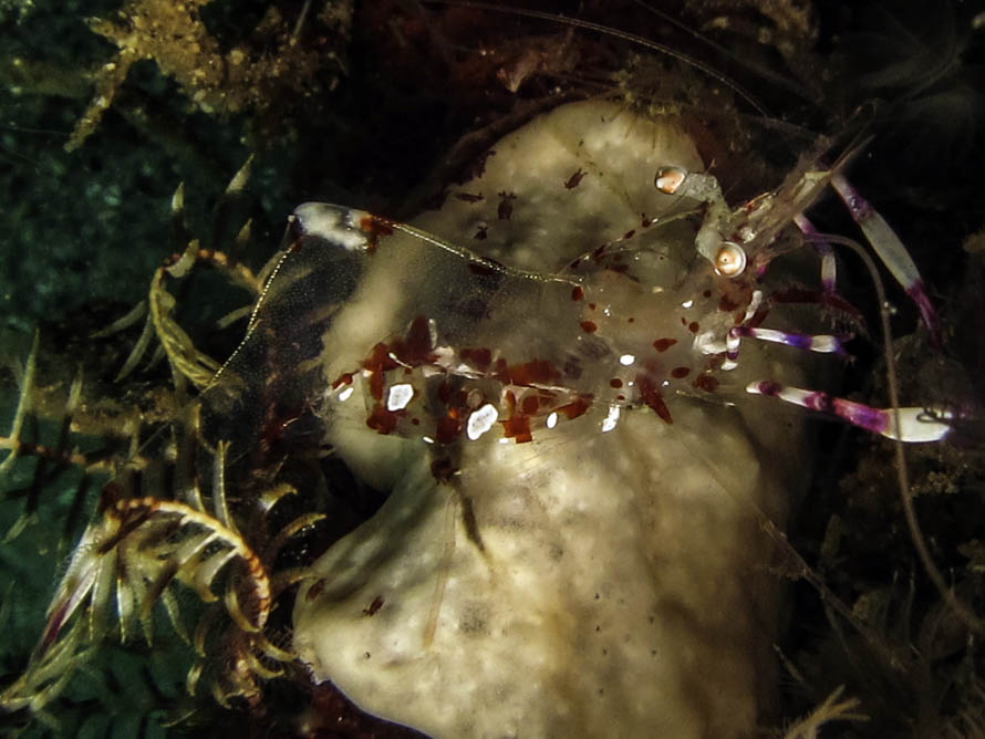 Ancylomenes luteomaculatus